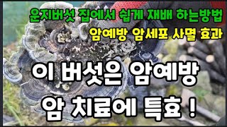 이 버섯을 보리차 처럼 끓여 먹으면 암예방 암치료에 특효!  #운지버섯효능 #구름버섯효능 #운지버섯복용하는방…