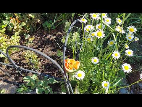 The Astrology of June 17-18, 2021