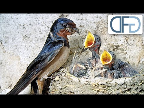 Sommer der Schwalben | Tiere vor der Kamera (1991) | Folge 27/57