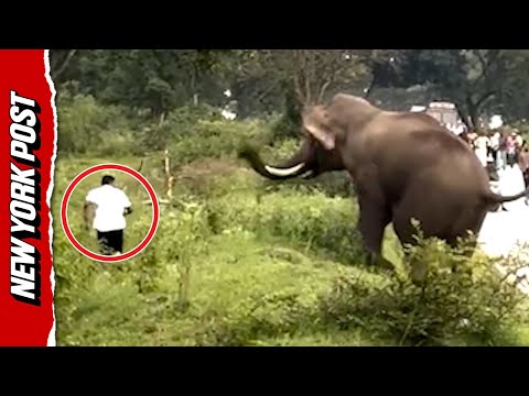 Elephant tramples man who took its photo during traffic jam