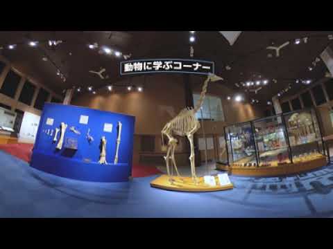 【360°動画】麻布大学・いのちの博物館紹介