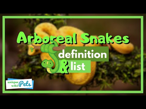 Arboreal snakes definition & List of species