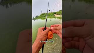 牛粪煮玉米  钓鱼