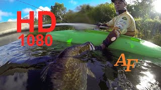 Barra Big Fish Caught in Kayak Fishing Monster Fish Barramundi Andysfishing EP.105
