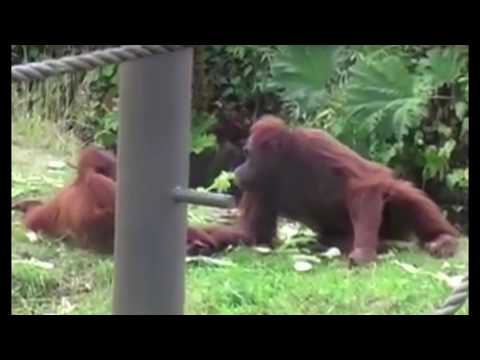 download lagu mp3 mp4 Cuban Monkey, download lagu Cuban Monkey gratis, unduh video klip Download Cuban Monkey Mp3 dan Mp4 Viral Gratis