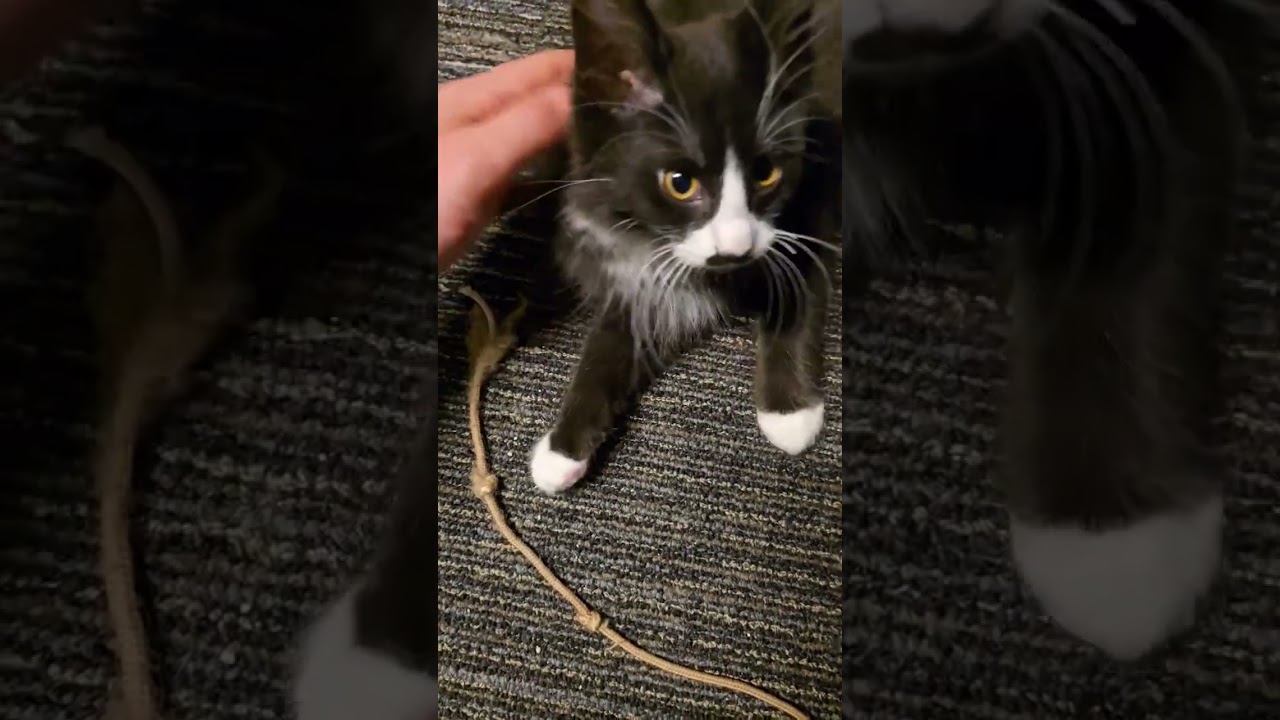 Enlarge Mustachio- funny, affectionate and athletic explorer, an adopted mixed breed in Bonney Lake, WA video 6/6