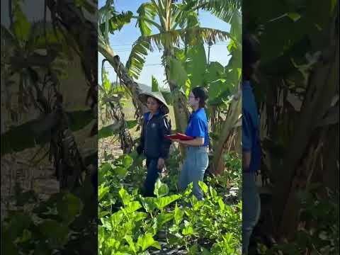 nhung-mam-xanh-tren-dat-ea-na