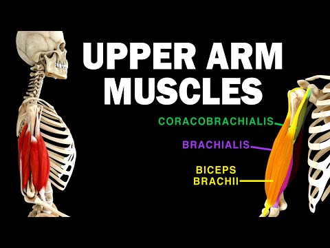 UPPER LIMB MUSCLES (3/6) - UPPER ARM MUSCLES