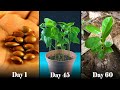 How To Grow Soursop From Seed