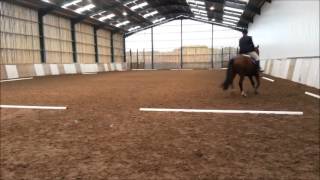 Dressage freestyle to music - Logan, Eels / Christmas is Going to the Dogs.mp4