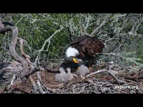 03-20-19 Fraser Point eagles; Mom feeds three chicks.