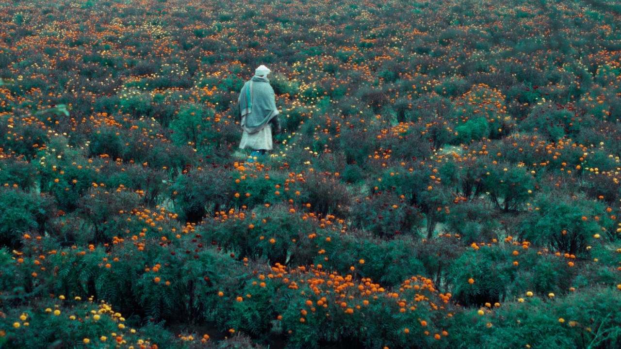 Miniature de la vidéo THE CALF DOLL trailer | BFI London Film Festival 2026 – 7-18 October du film खाल बछड़ा