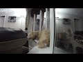 Barney Cam Ring Moments Shared With Us