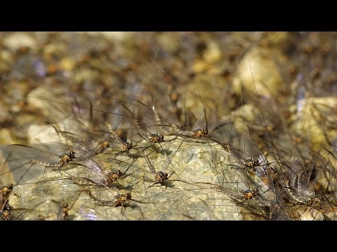 Mayflies swarming on land 