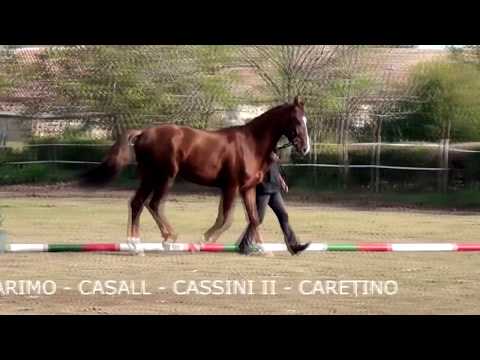 CLARISALL (CLARIMO Ask -CASALL Ask)