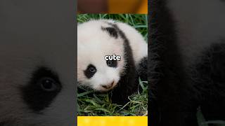 Try Not To Find Them Cute