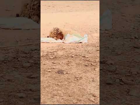 يا ويلي أوفى من البشر 😢