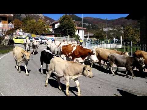 2^Pte. LA TRANSUMANZA : FIERA DI S. LUCA A DEMONTE (CN) 11 - 10 - 2015.