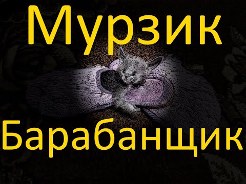 Мурзик барабанщик. 18/10/2020