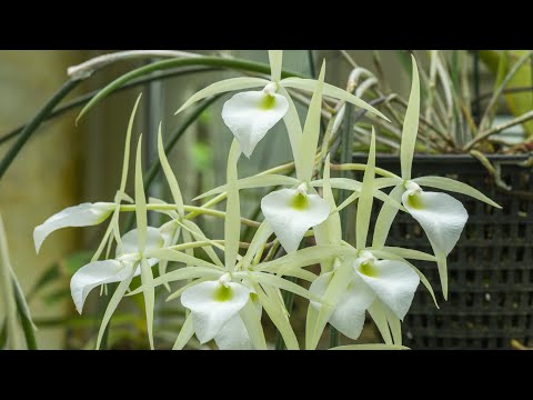 Episode 6 Perfumed orchids in July 2021