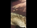 Kai Lynn Its Cat Time