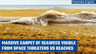 На Флориду насувається гігантський потік морських водоростей (відео)