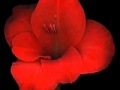 Dil Kashi Wmv