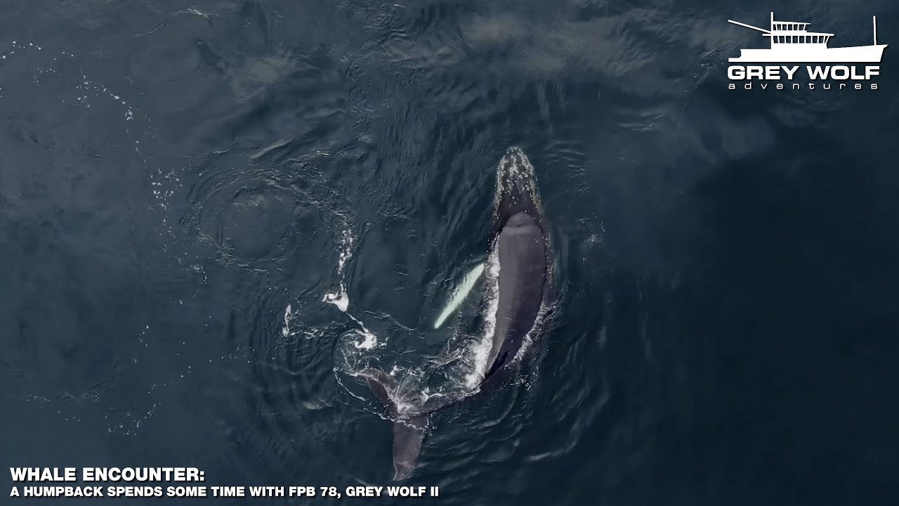 FPB 78, GREY WOLF II's Whale Encounter