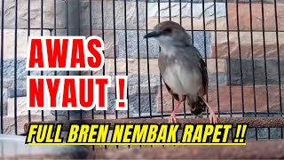 Download lagu SUARA CIBLEK KRISTAL GACOR NGEBREN MATERI 6 VARIASI COCOK UNTUK MASTERAN CIBLEK BREN NEMBAK RAPET ! mp3