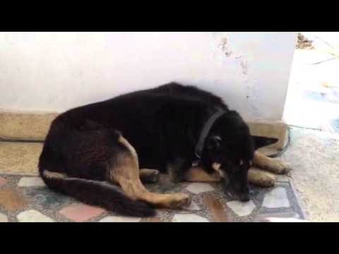 Deaf dog, bob in India