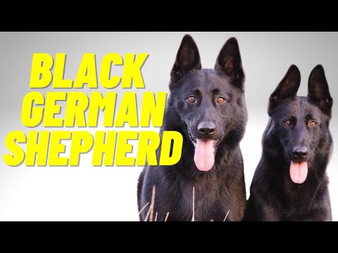 Black German Shepherd - Top 10 Facts and Things to Know about the All Black German Shepherd