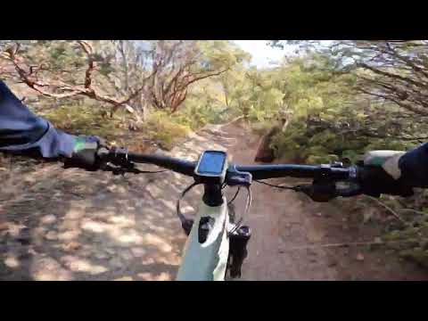 Person Falls Off Their Mountain Bike After Chasing Bear Off Trail - 1384612