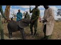 Rescue of Orphaned Elephant Mwinzi | Sheldrick Trust