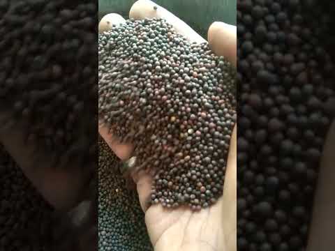 Subhag 1 Kg Black Mustard Seeds
