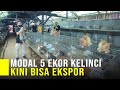 Iseng Pelihara Kelinci Jadi Pintu Rezeki Kini Bisa Ekspor Ke Berbagai Negara