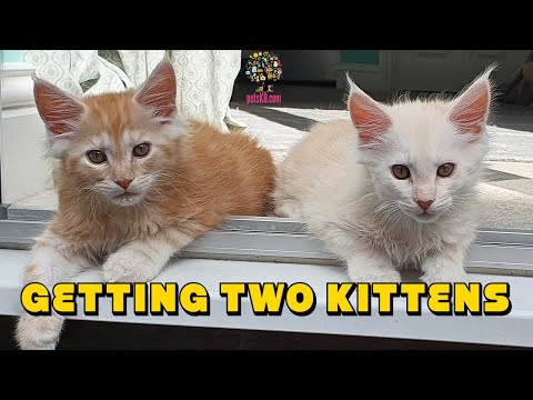 Why you should get two kittens at the same time. Two kittens are better than one