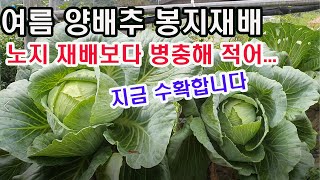 여름 양배추 봉지재배. 노지 재배보다 병충해 적어.. 지금 수확합니다.(양배추재배, 봉지재배, 여름 채소재배…