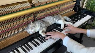 [問卦] 貓貓擋住琴鍵要怎麼辦