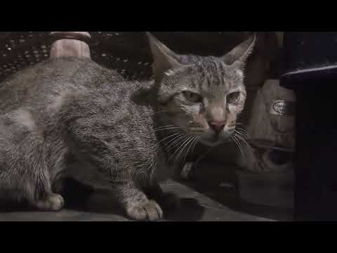 MY CAT KI  🐈 MOVIES INDIA 🇮🇳  YouTuber 