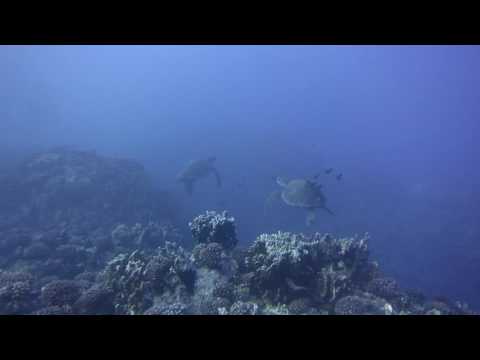 Easter Island Diving - Meeting the turtles