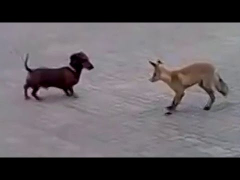 Fox vs Dog. Fox and dachshund