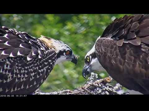 Feeding the Osprey chick 6/5/18