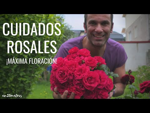 Cómo CUIDAR UN ROSAL para que se llene de ROSAS de forma impresionante || en20metros