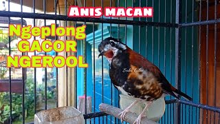 Download lagu pancingan Anis macan biar bunyi ikutan gacor ngeplong mp3 Download lagu pancingan Anis macan biar bunyi ikutan gacor ngeplong mp3