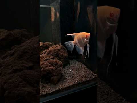 #memes #beats #animalcrossing #beat #typebeat #anime #game #instrumental #like #fish #quotes #india