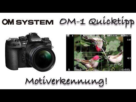 OM System OM 1 Olympus Quicktipp  AF Einstellungen Vogel-Autofokus