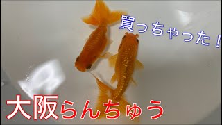 《金魚》新規導入時の水合わせの方法と注意点