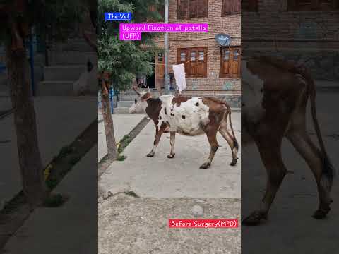 Medial Patellar Desmotomy | Upward fixation of Patella | Horn tipping