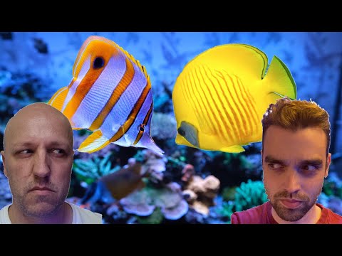 Who Has The Best Taste In Fish? The Prestige Reef Dork Show