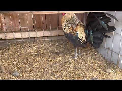 Clement Grey Savala Black Henny Stag